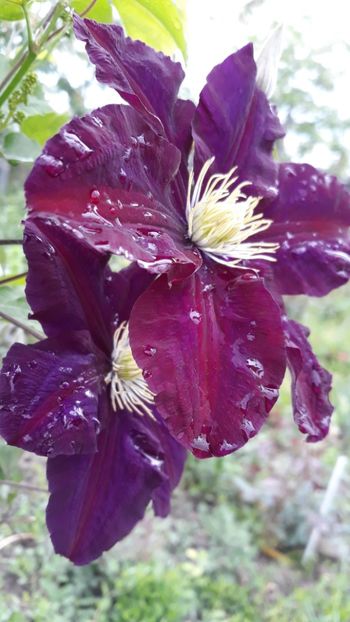  - Clematite