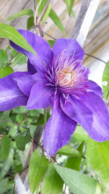  - Clematite