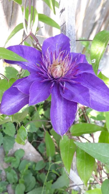  - Clematite
