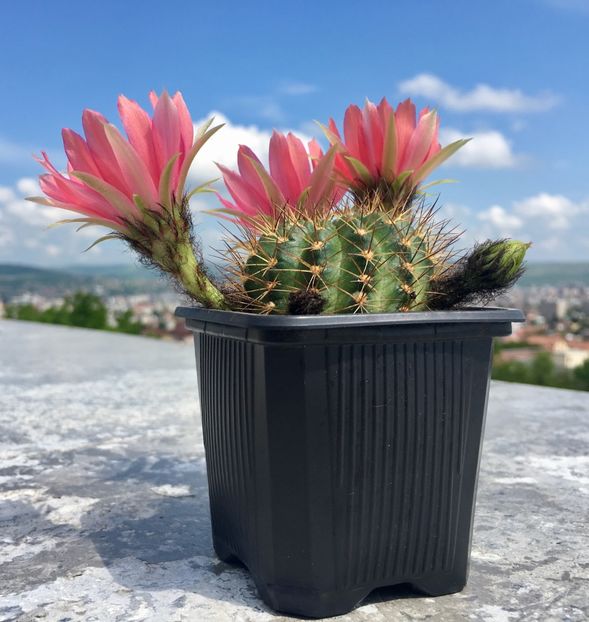  - Cactusi 2019