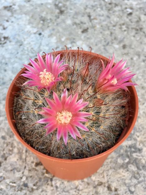 F25E96BD-8ADD-410F-9363-5FE911CB0128 - Cactusi 2019