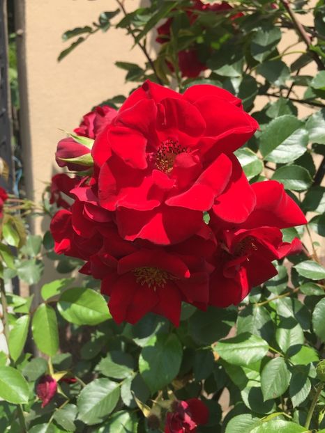 A2AD9D84-7994-429A-AA1C-5356D82FEC9A - Florii 2019