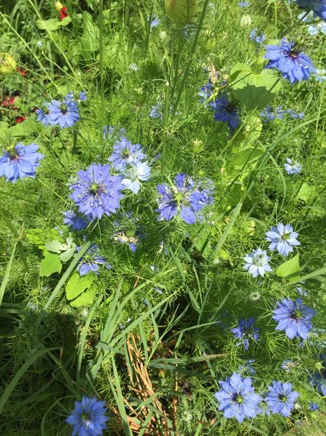 95C43661-F0E1-41E2-8F0D-27D84D6DFCF9 - Florii 2019