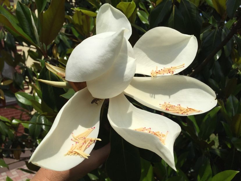 6FFAC327-3416-4DC4-8D04-0E695736CA0F - Florii 2019