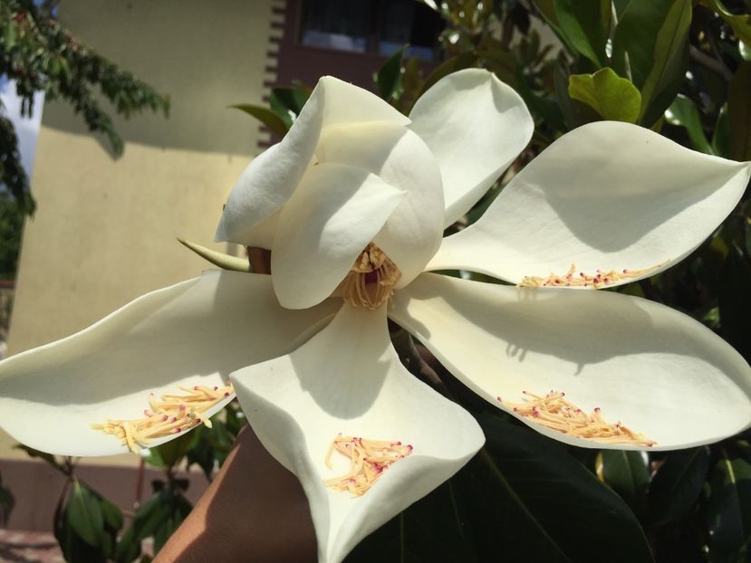 A478893C-9454-4C47-835E-CB7362EA793C - Florii 2019