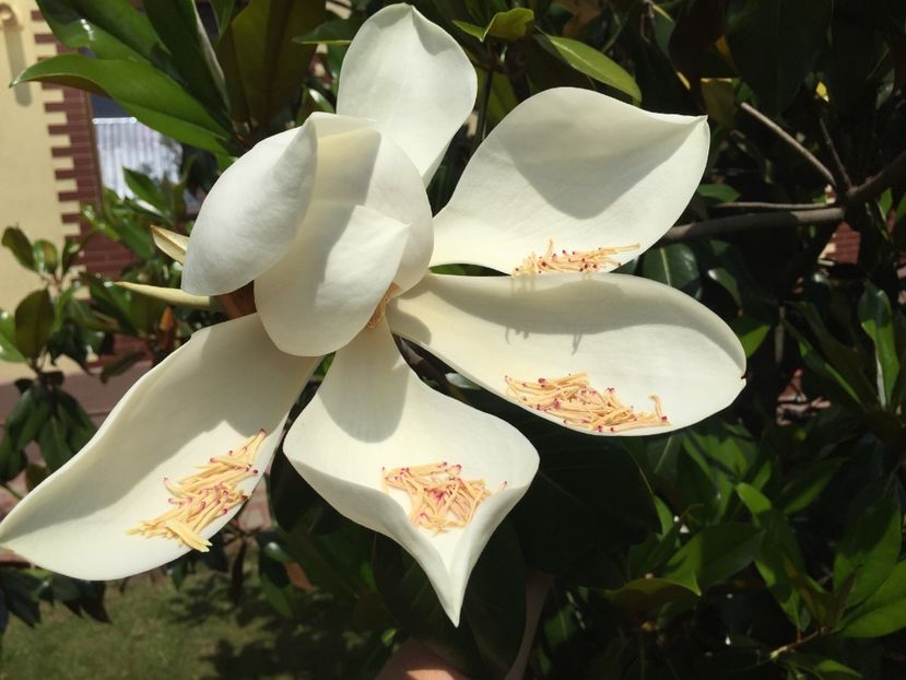 CDE3D776-DFD6-4DE6-8D44-97094ACD1AB1 - Florii 2019