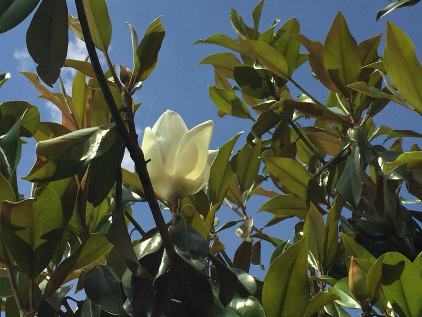 F72E0C95-A8B6-4E06-9804-BF377965B0CB - Florii 2019