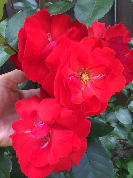 E9E78CE8-A701-4D3D-B58E-3876AAA96DA8 - Florii 2019