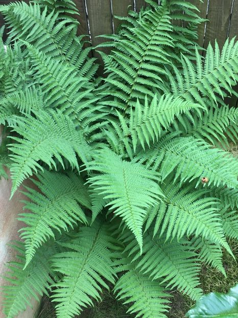 61484DC0-77BD-4F35-B5D7-BE035F8569C4 - Florii 2019