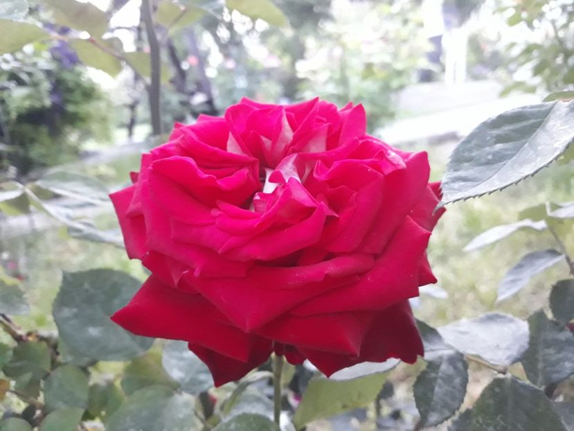  - 2019 trandafiri
