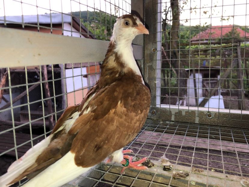 6900  mascul  2019 - Plecați ALBUM 2