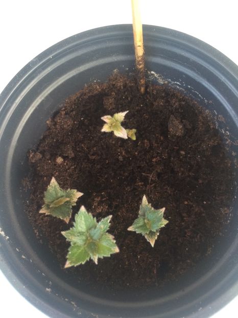 7.06.2019-Alter Ego - Albicioșii