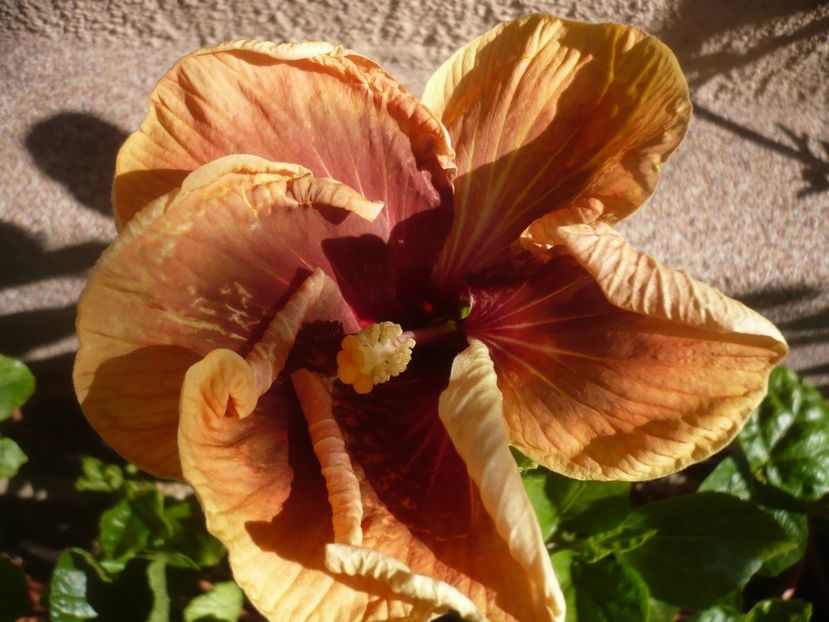 07.06.2019 - HIBISCUSI 2019-1