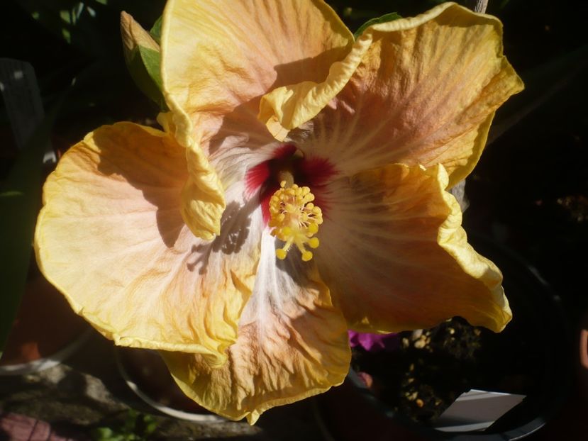 P1410694 - HIBISCUSI 2019-1