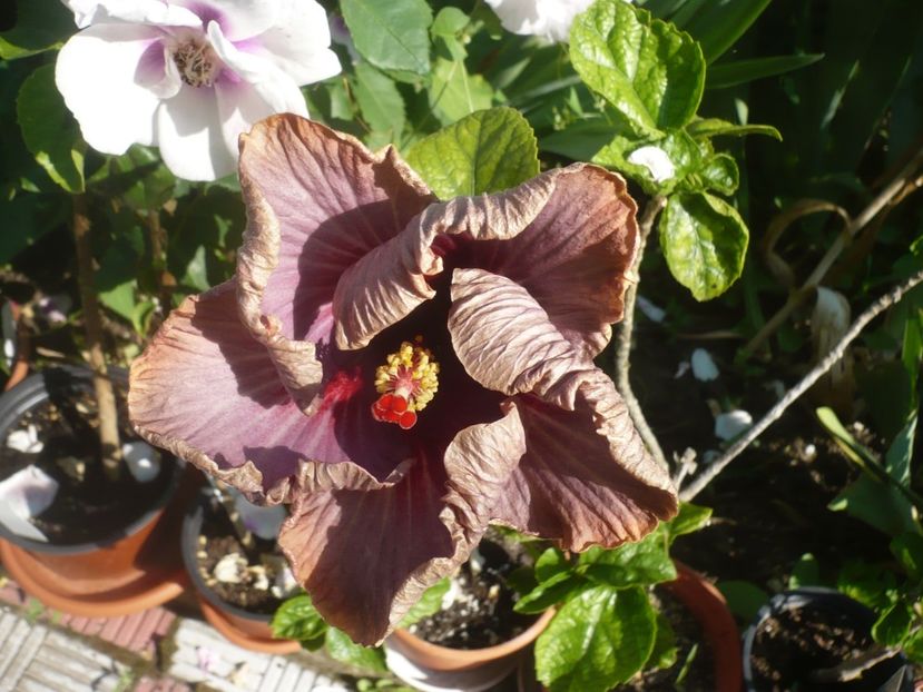 P1410695 - HIBISCUSI 2019-1