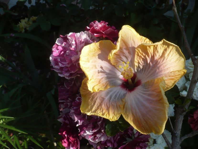 P1410696 - HIBISCUSI 2019-1