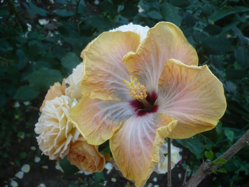 P1410697 - HIBISCUSI 2019-1