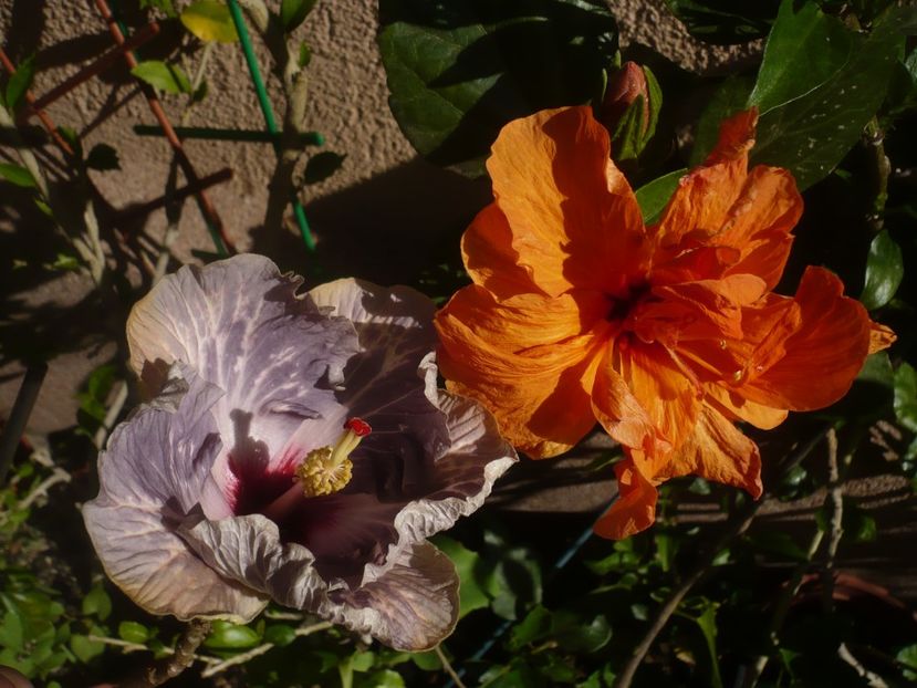 P1410698 - HIBISCUSI 2019-1