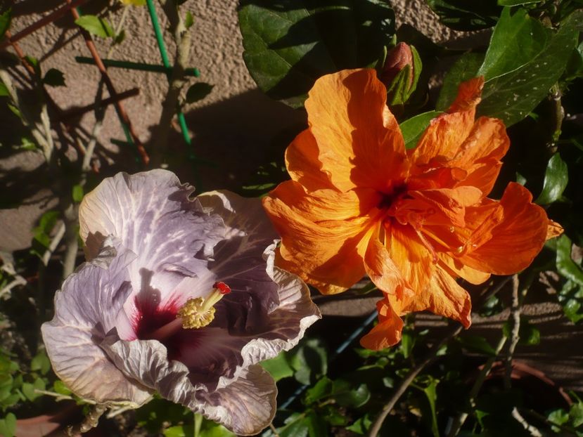 P1410699 - HIBISCUSI 2019-1