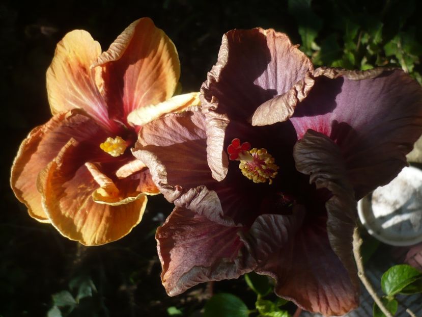 P1410701 - HIBISCUSI 2019-1