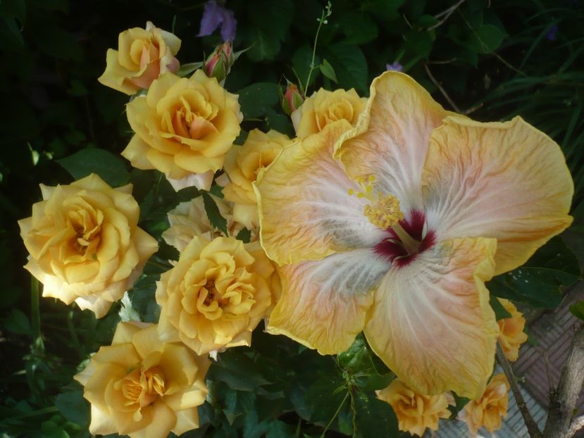 P1410703 - HIBISCUSI 2019-1