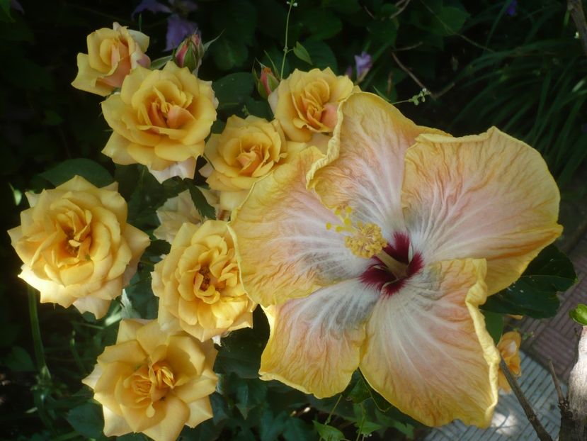 P1410704 - HIBISCUSI 2019-1