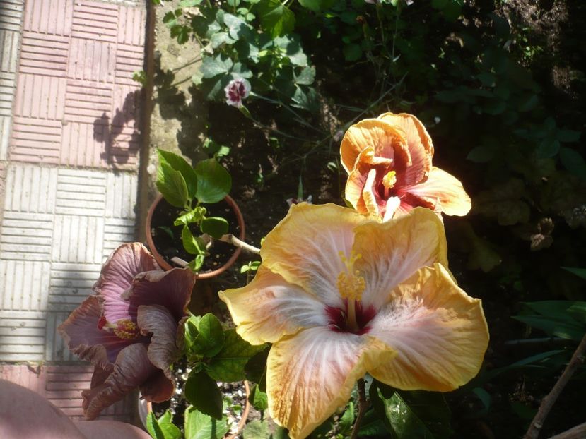 P1410705 - HIBISCUSI 2019-1