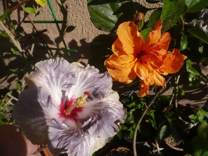 P1410706 - HIBISCUSI 2019-1