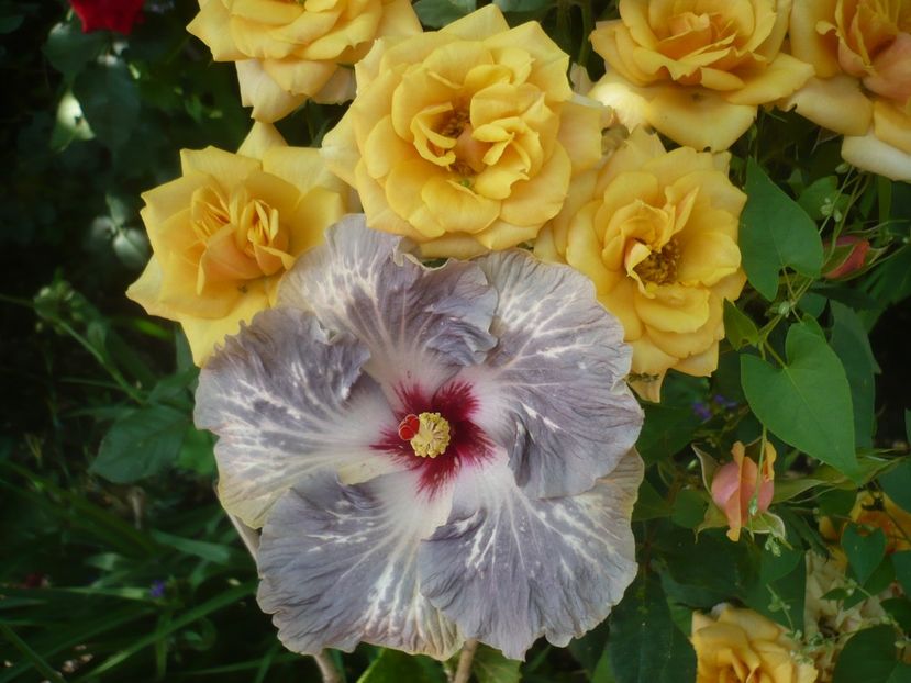 P1410707 - HIBISCUSI 2019-1