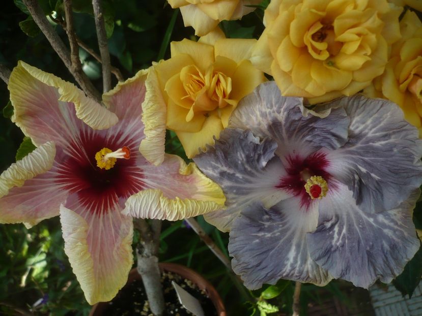 P1410708 - HIBISCUSI 2019-1