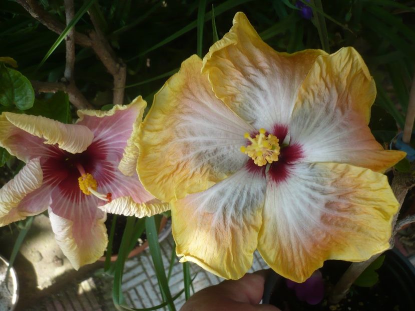 P1410709 - HIBISCUSI 2019-1