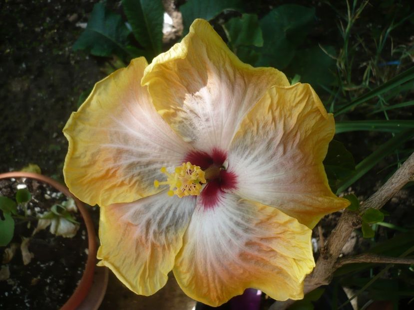 P1410710 - HIBISCUSI 2019-1