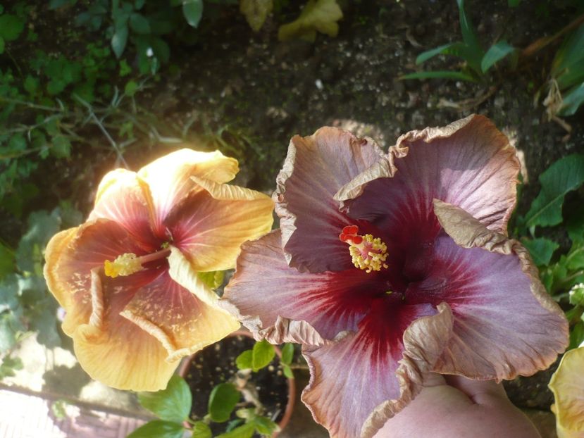 P1410711 - HIBISCUSI 2019-1