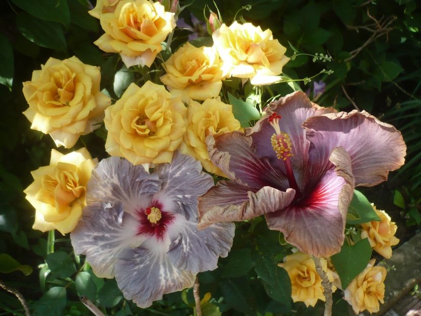 P1410712 - HIBISCUSI 2019-1