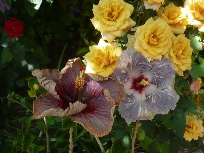 P1410713 - HIBISCUSI 2019-1