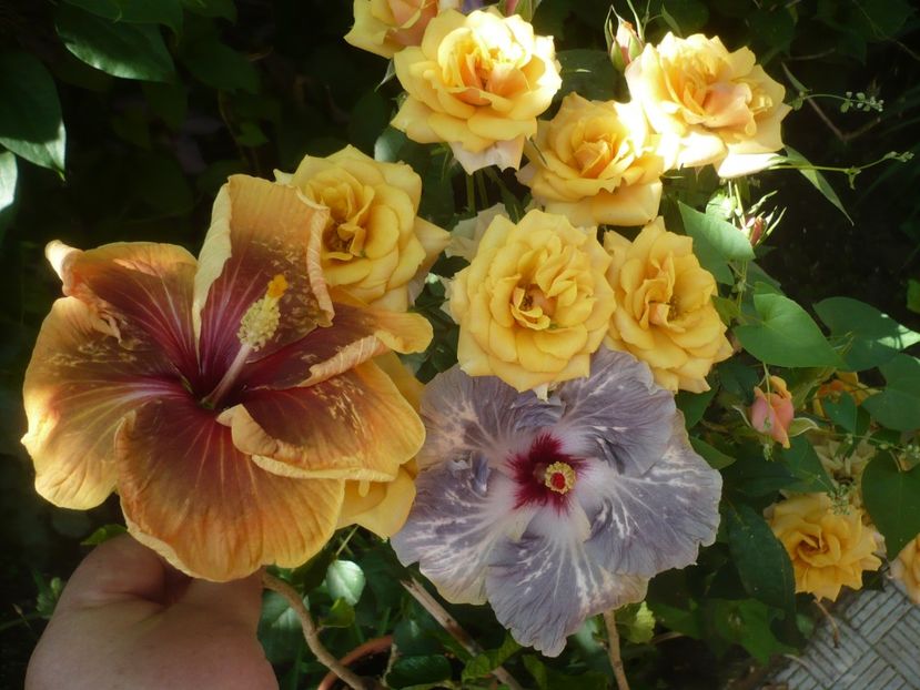 P1410714 - HIBISCUSI 2019-1