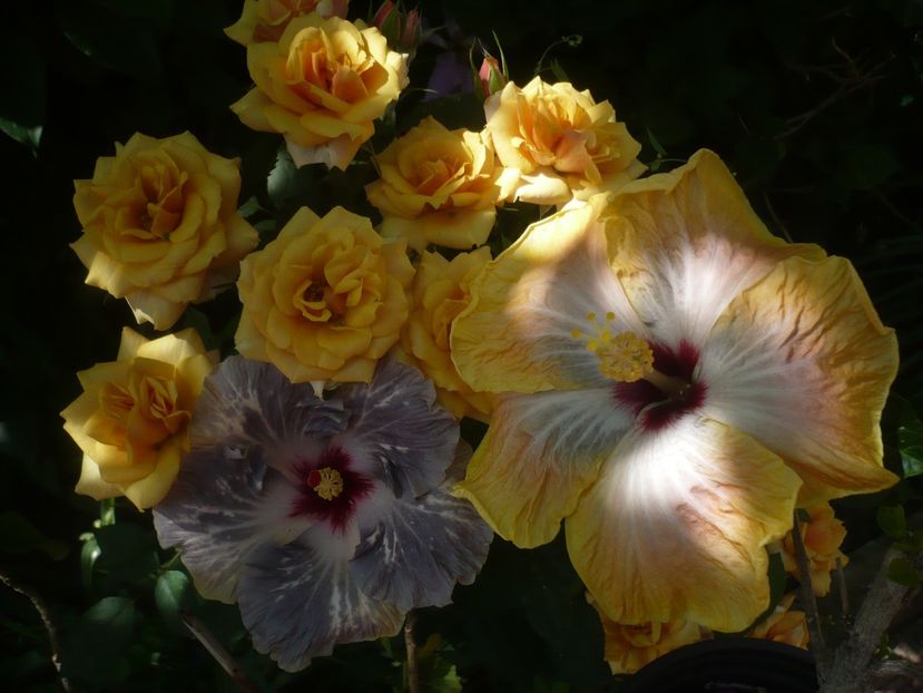 P1410715 - HIBISCUSI 2019-1