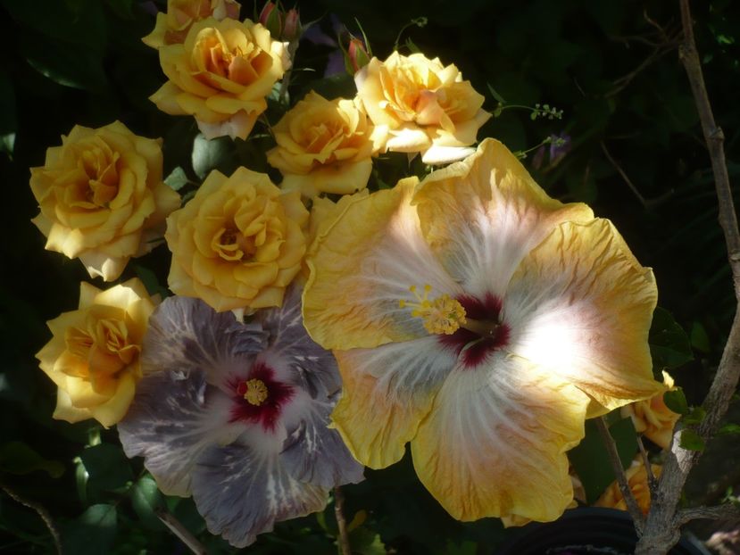 P1410716 - HIBISCUSI 2019-1