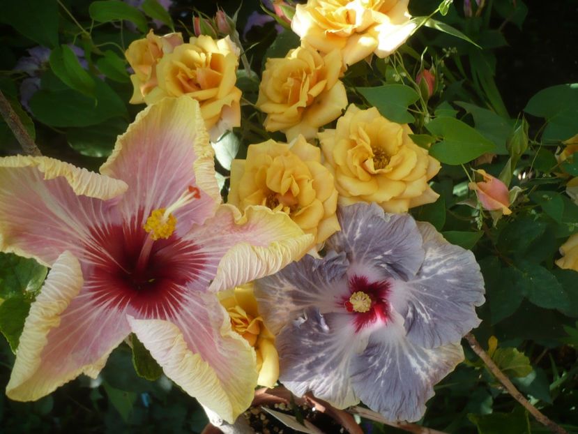 P1410717 - HIBISCUSI 2019-1