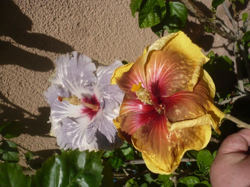 P1410718 - HIBISCUSI 2019-1