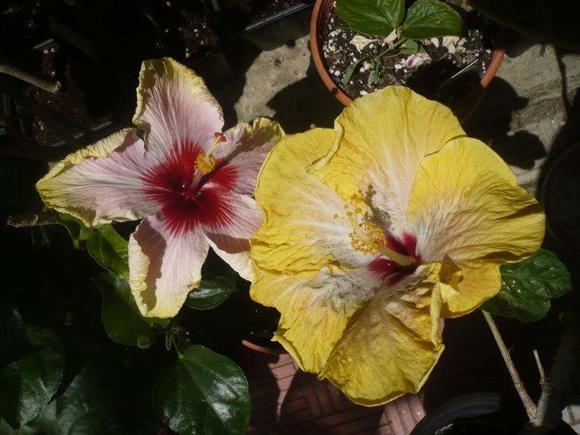 P1410721 - HIBISCUSI 2019-1