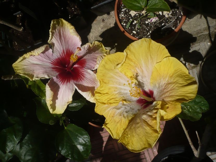 P1410722 - HIBISCUSI 2019-1