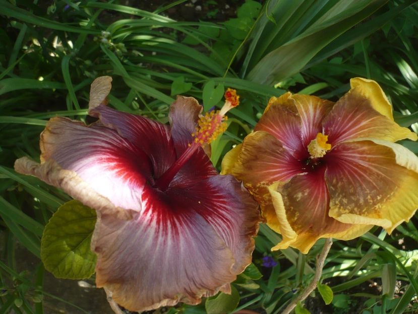 P1410723 - HIBISCUSI 2019-1