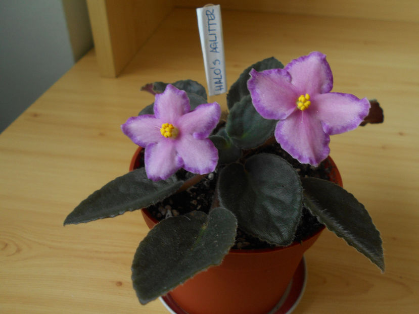 Halo s Aglitter - 02___VIOLETE AFRICANE