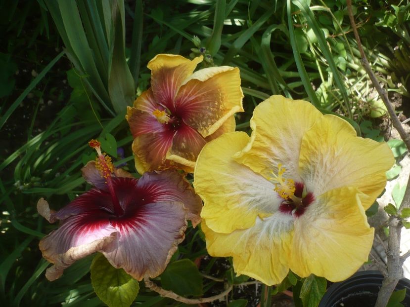 P1410725 - HIBISCUSI 2019-1