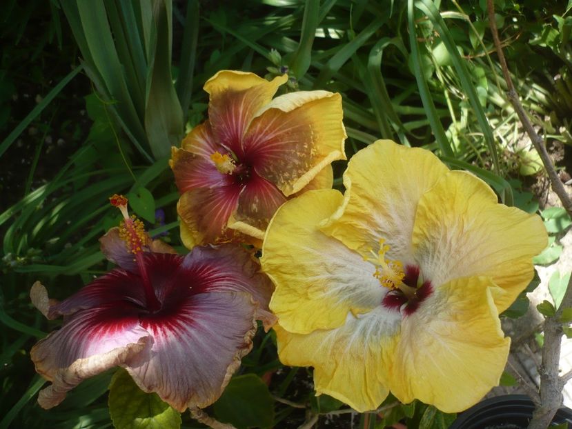 P1410726 - HIBISCUSI 2019-1