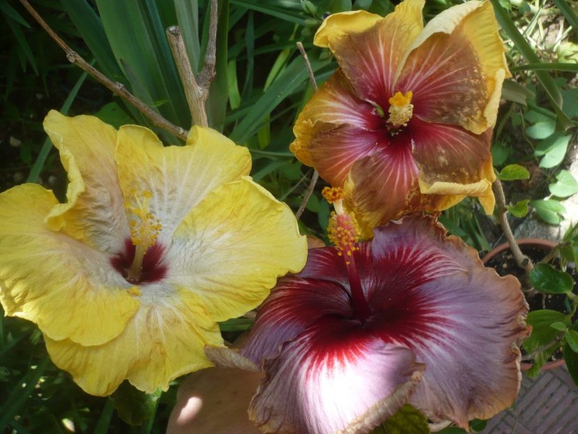 P1410727 - HIBISCUSI 2019-1