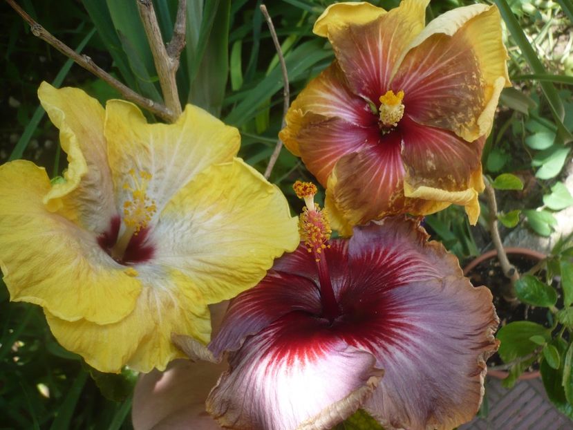 P1410728 - HIBISCUSI 2019-1