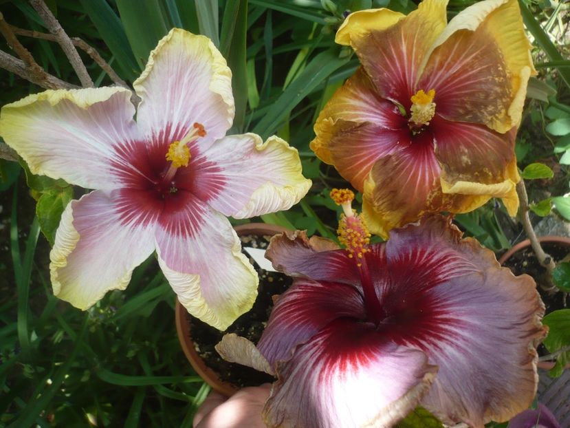 P1410729 - HIBISCUSI 2019-1