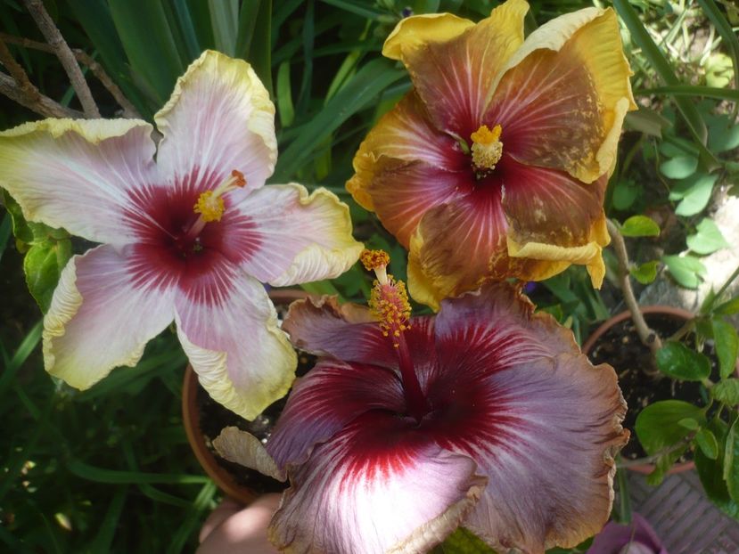 P1410730 - HIBISCUSI 2019-1